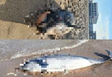 Trei delfini au fost găsiţi morţi pe plaja din Eforie delfini morti eforie