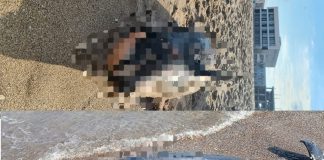 delfini morti eforie